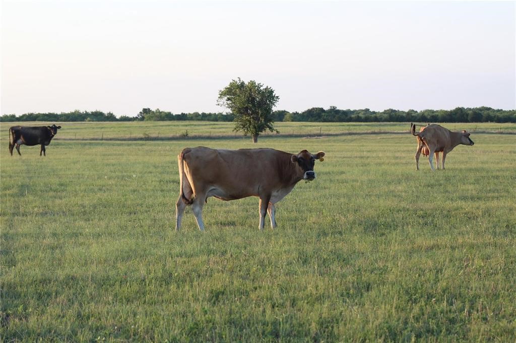 Tbd Co Road 4518 Wolfe City TX 75496