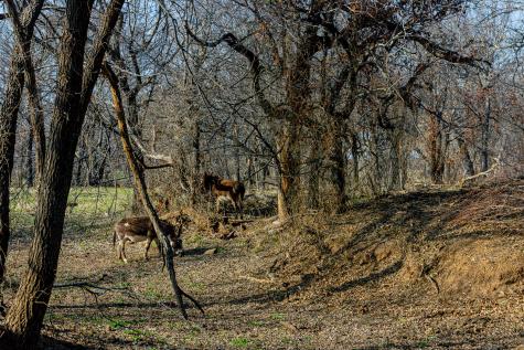 1950 Hamilton Road Graham TX 76450
