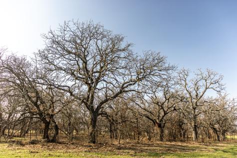 1950 Hamilton Road Graham TX 76450