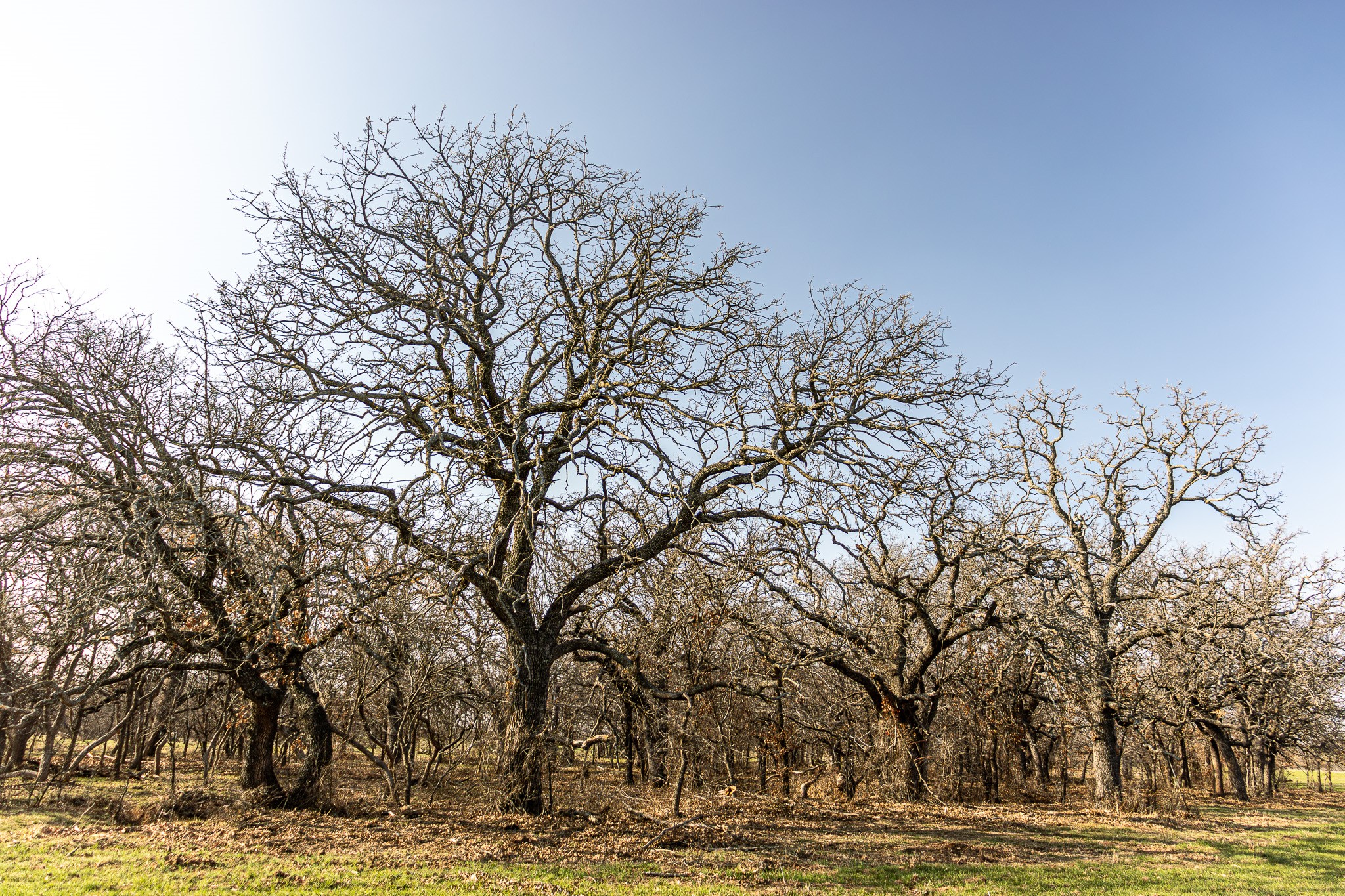 1950 Hamilton Road Graham TX 76450