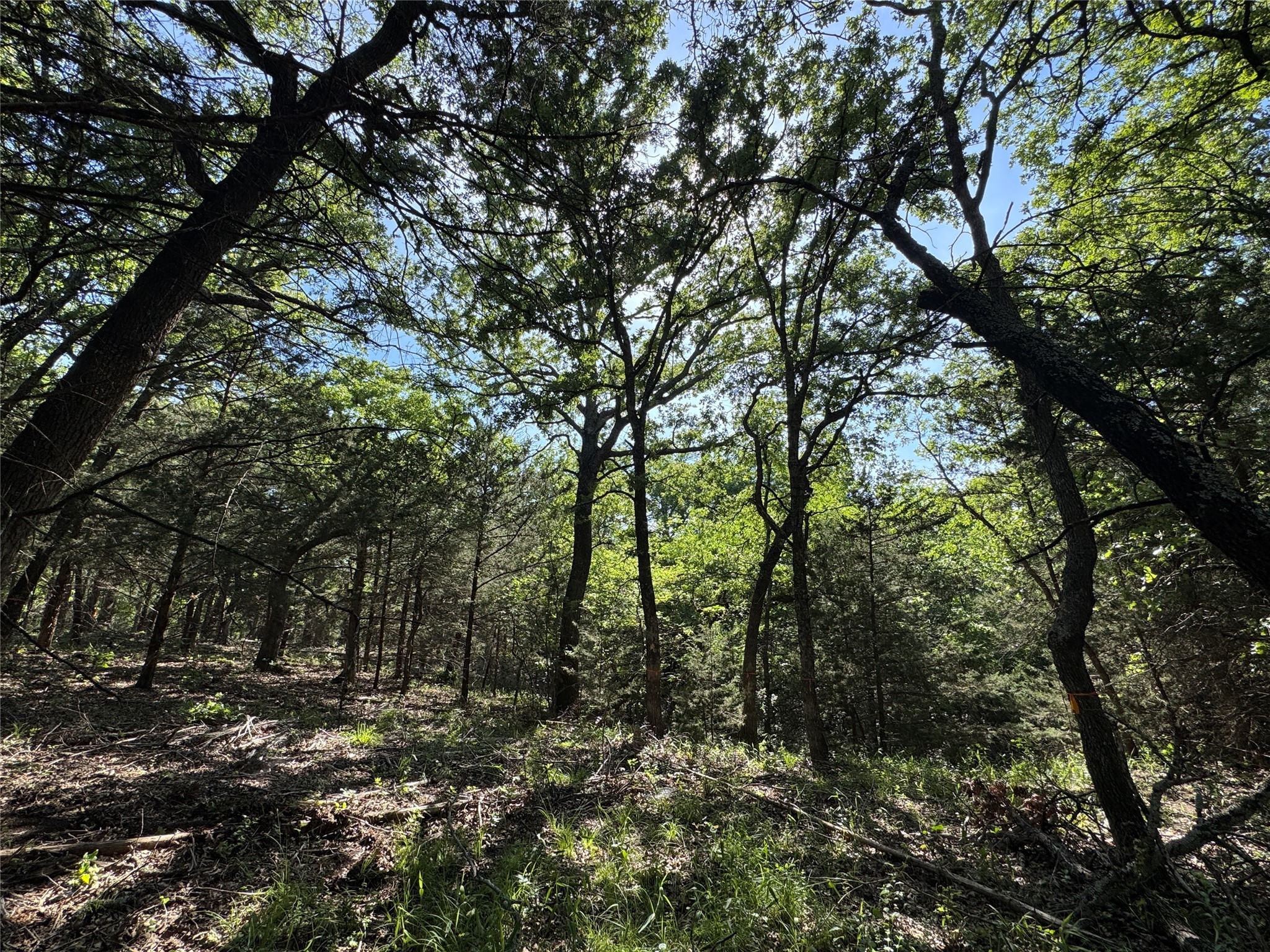144 Cedar Oak Drive Decatur TX 76234