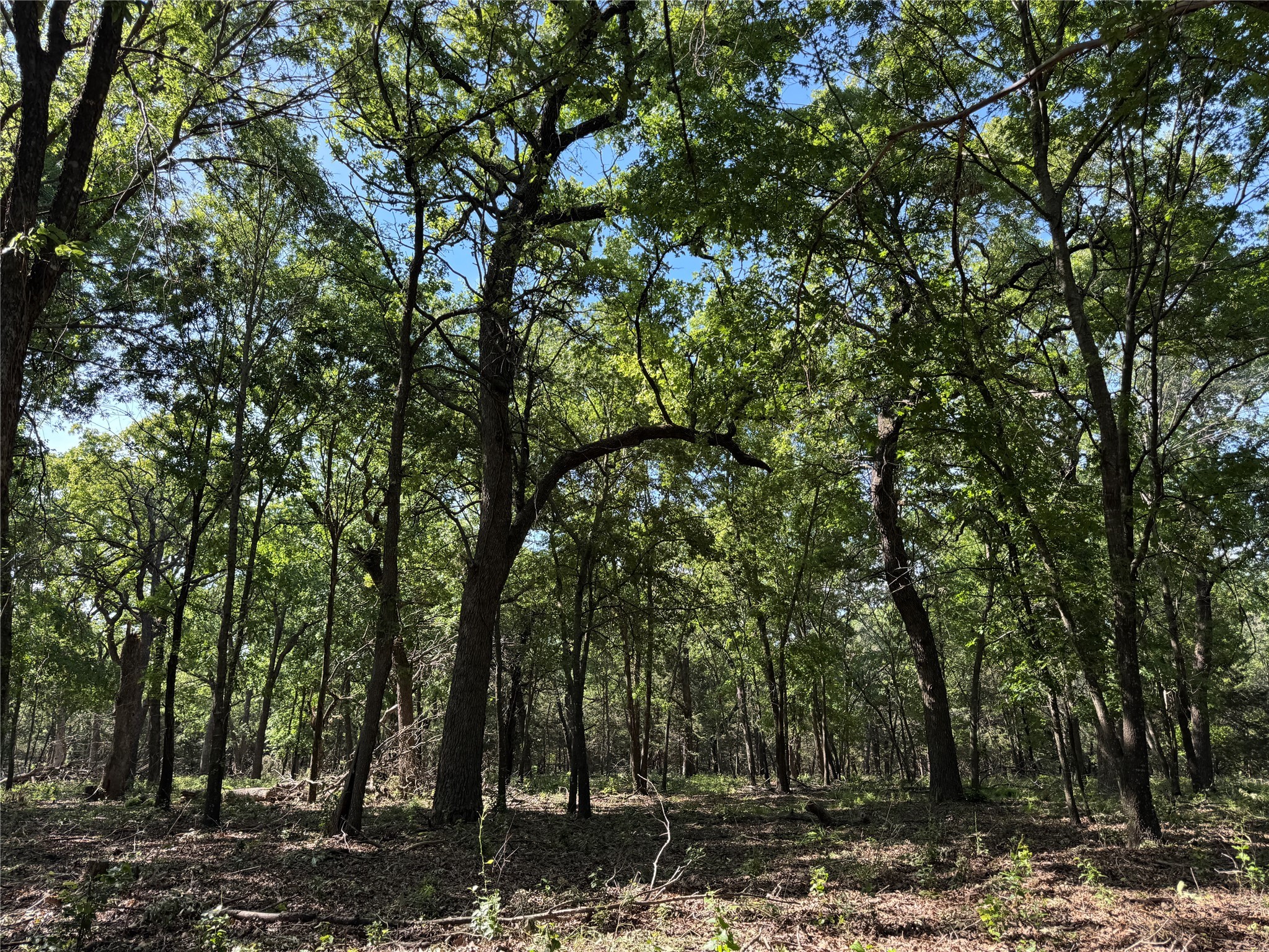 144 Cedar Oak Drive Decatur TX 76234