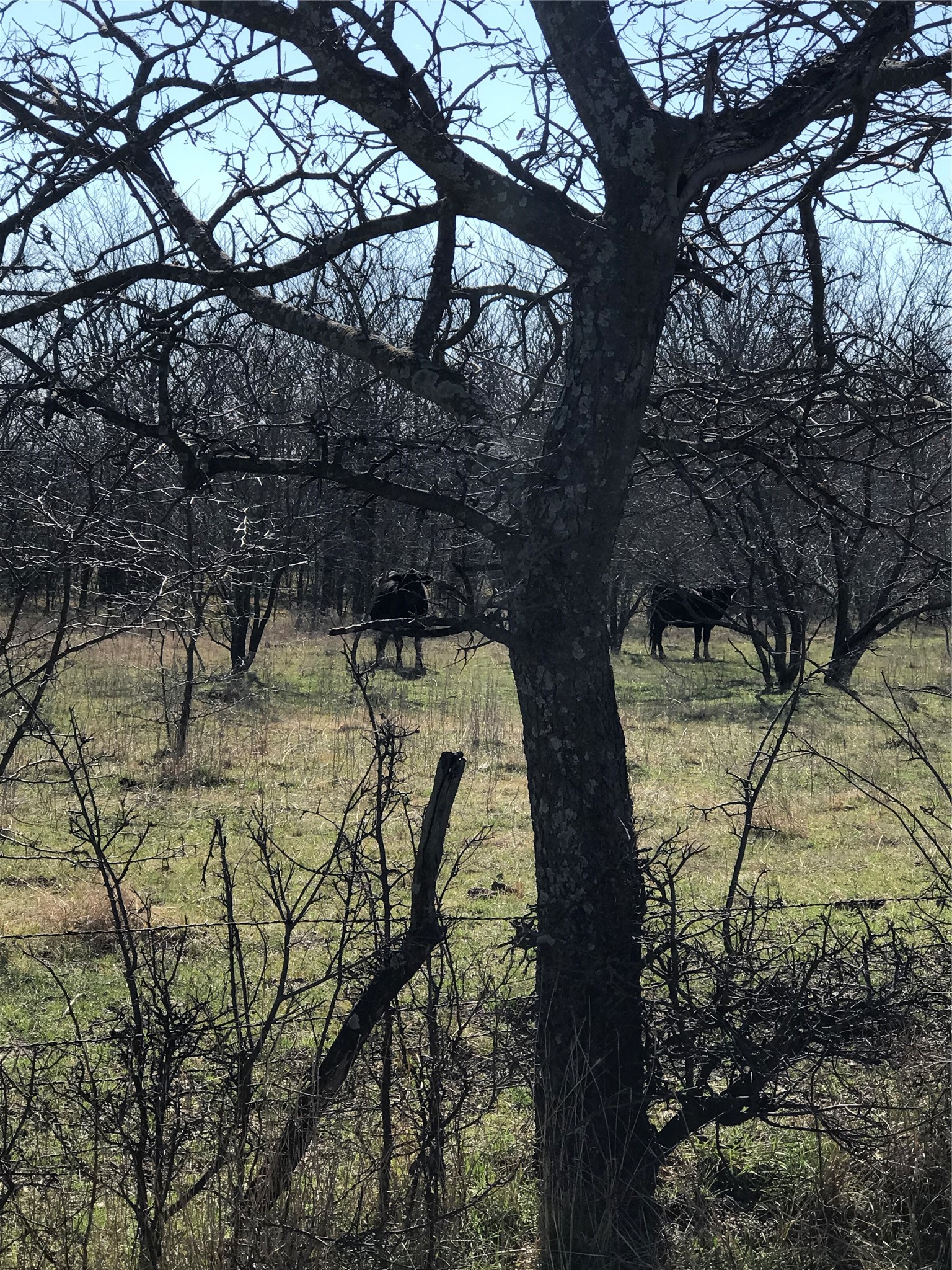 Tbd 13.846 Acres Winn Road Collinsville TX 76233