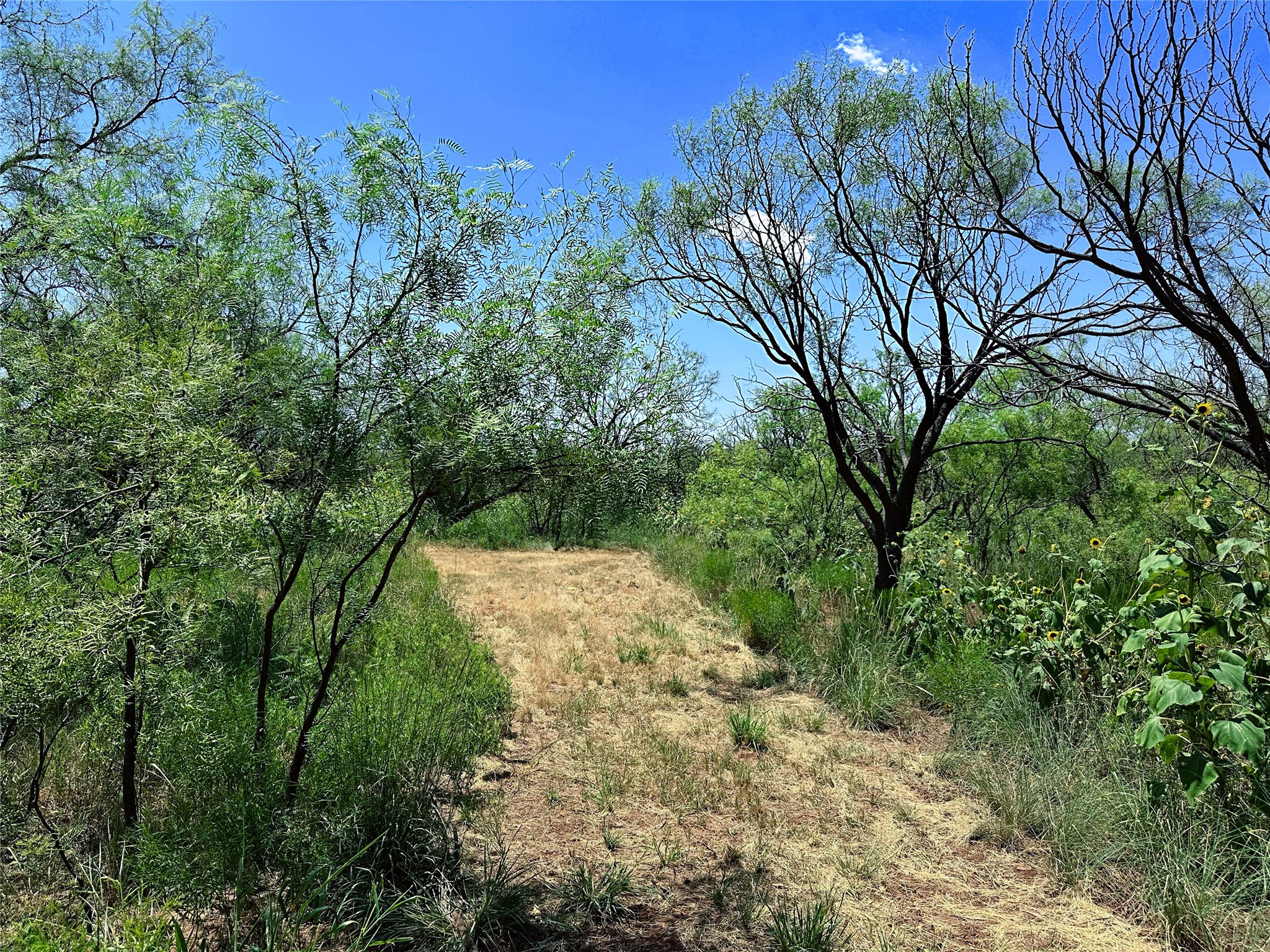 Tbd (WEST Tract) County Road 356 Anson TX 79501