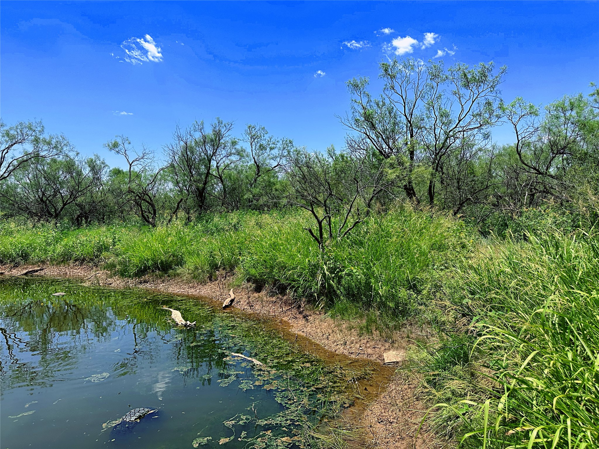 Tbd (WEST Tract) County Road 356 Anson TX 79501