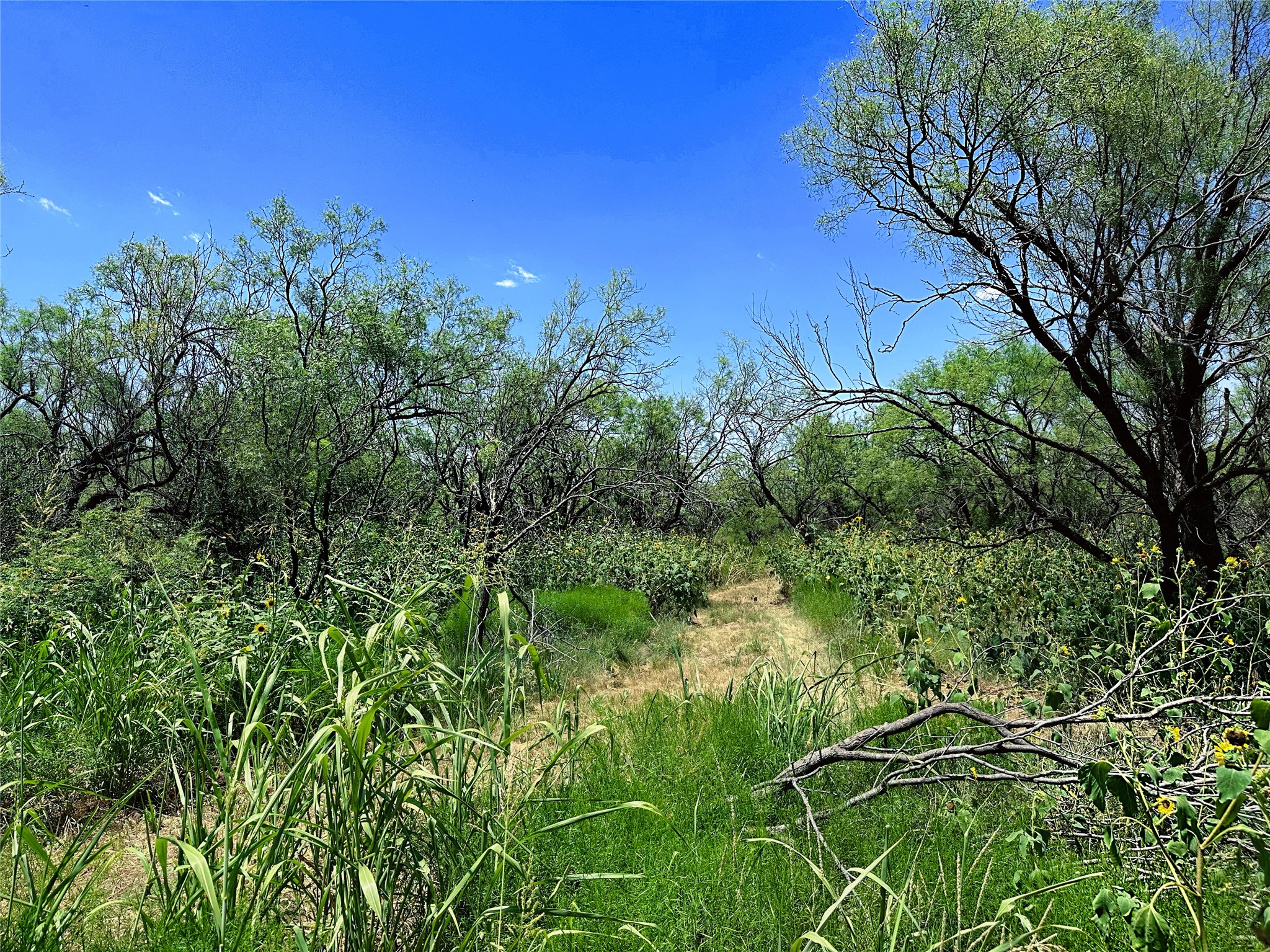 Tbd (WEST Tract) County Road 356 Anson TX 79501