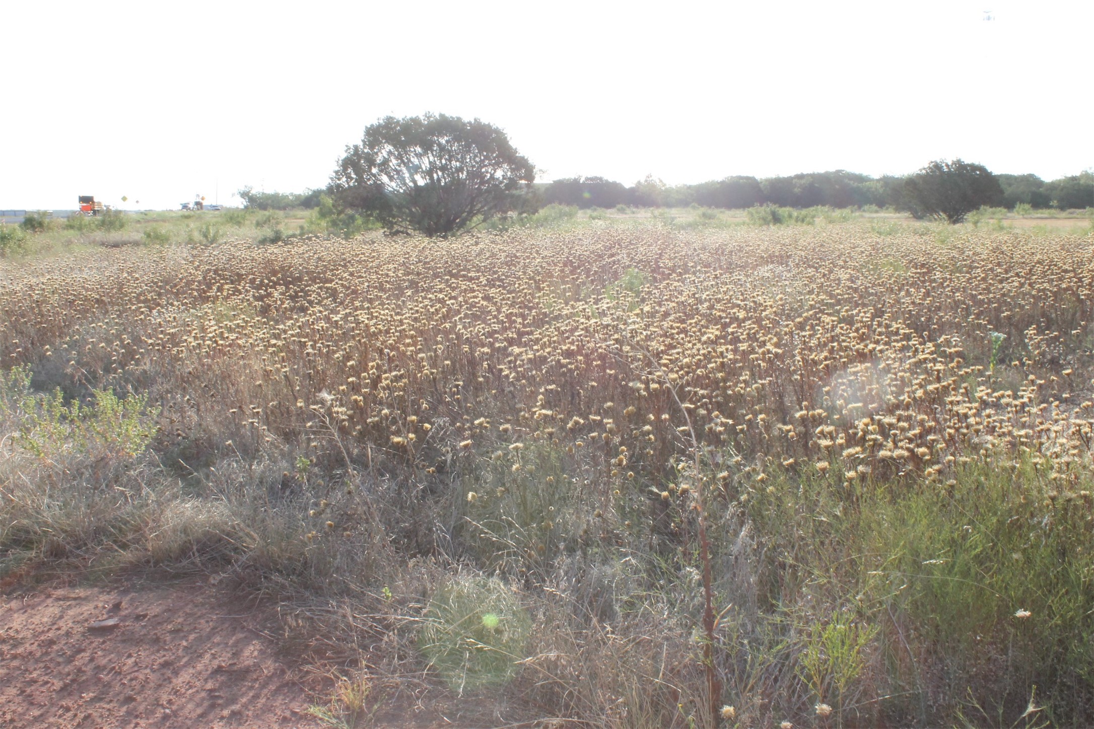 Tbd Us-83 Tuscola TX 79562