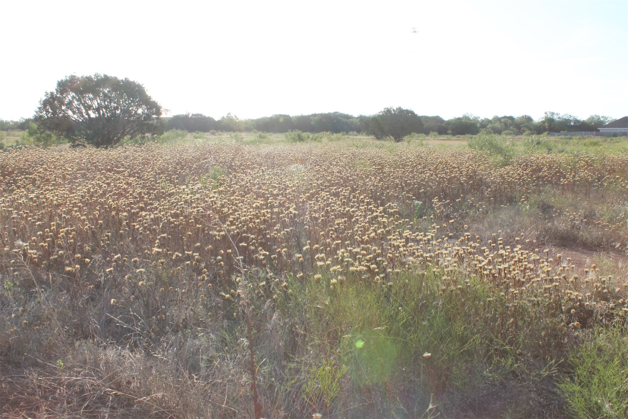 Tbd Us-83 Tuscola TX 79562