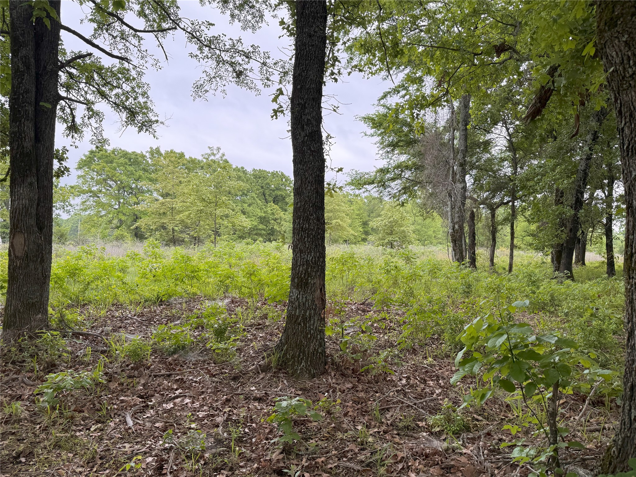 Lot 25 Rains County Road 2610 Alba TX 75410