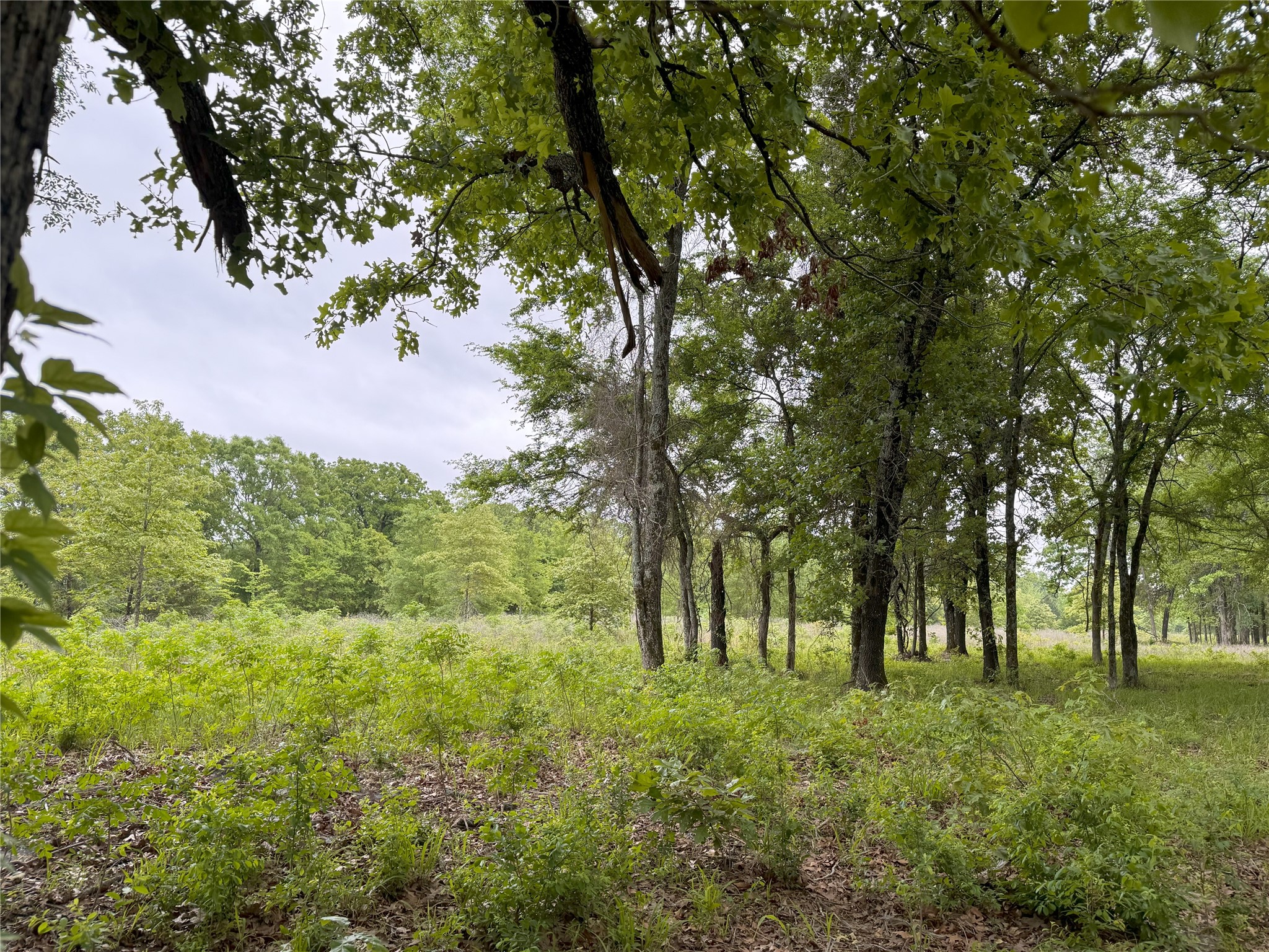Lot 25 Rains County Road 2610 Alba TX 75410
