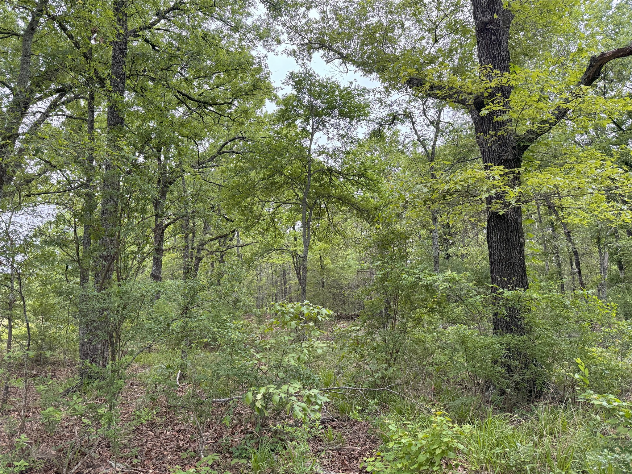 Lot 25 Rains County Road 2610 Alba TX 75410