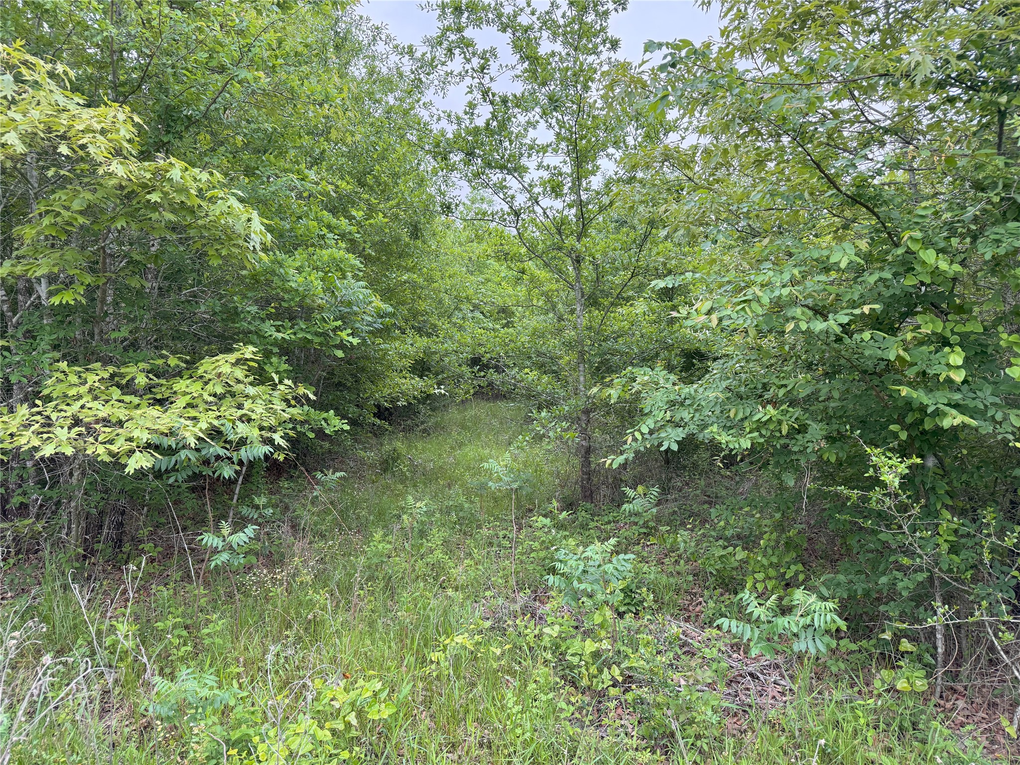 Lot 25 Rains County Road 2610 Alba TX 75410
