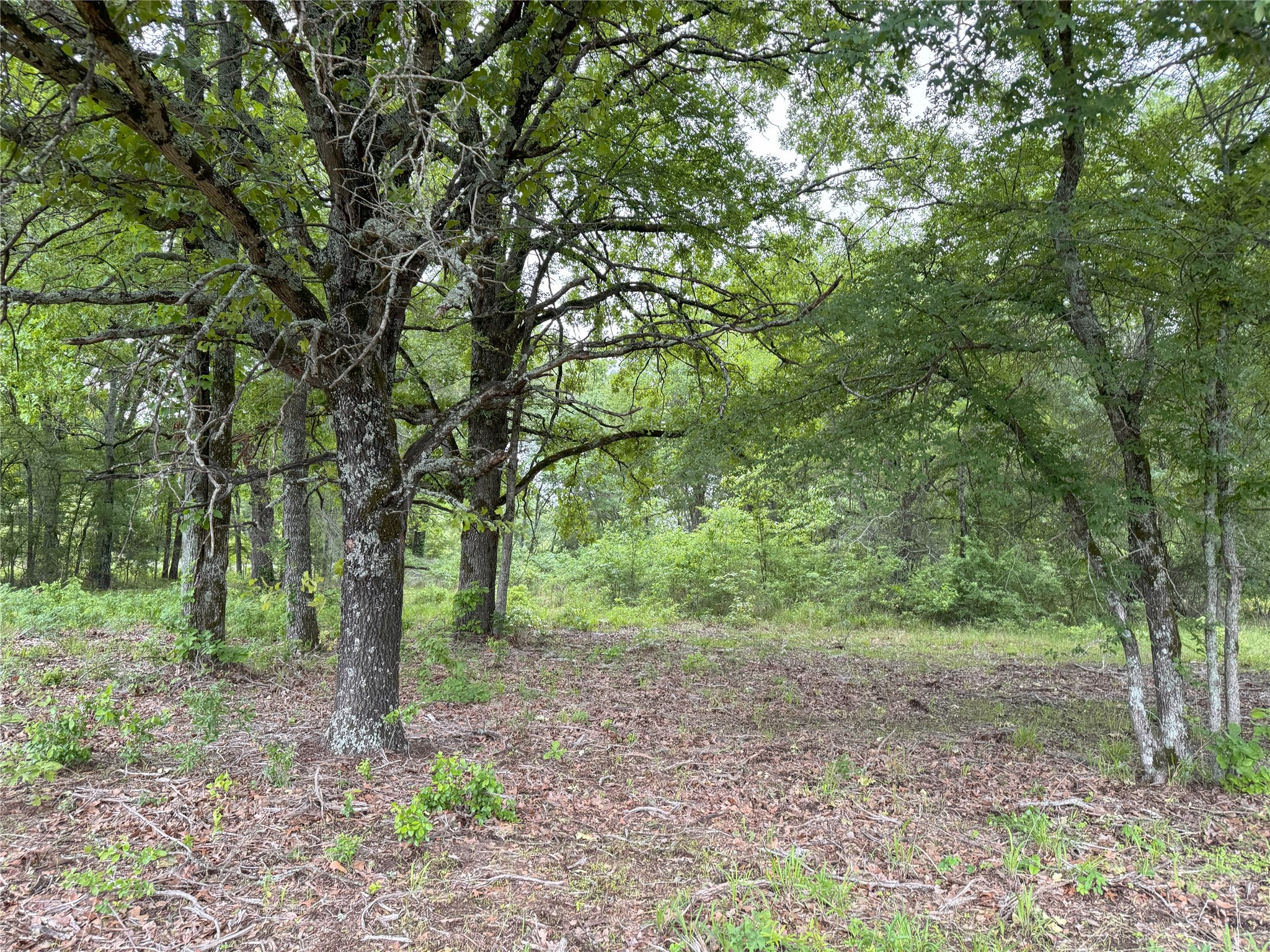 Lot 25 Rains County Road 2610 Alba TX 75410