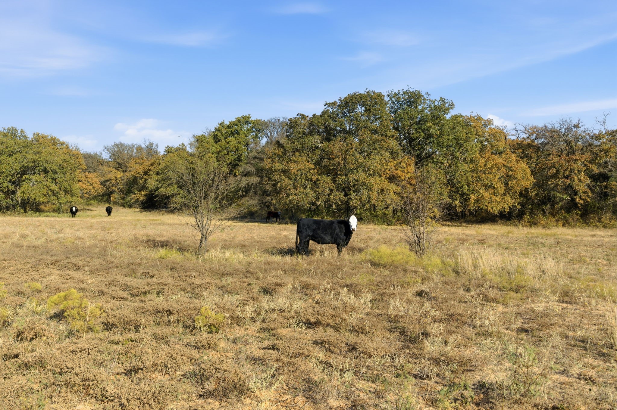 11031 Brock Highway Lipan TX 76462