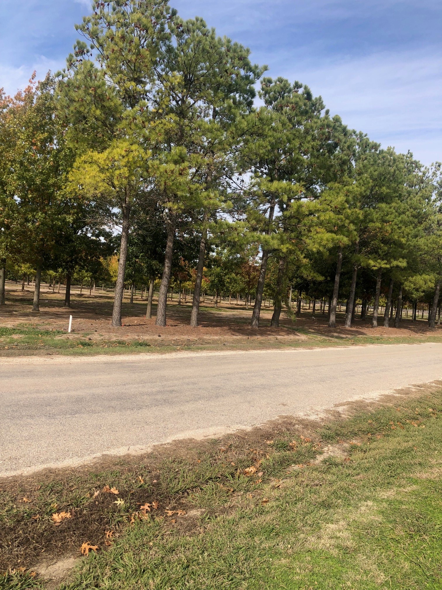 Tbd Jenkins Road Collinsville TX 76233