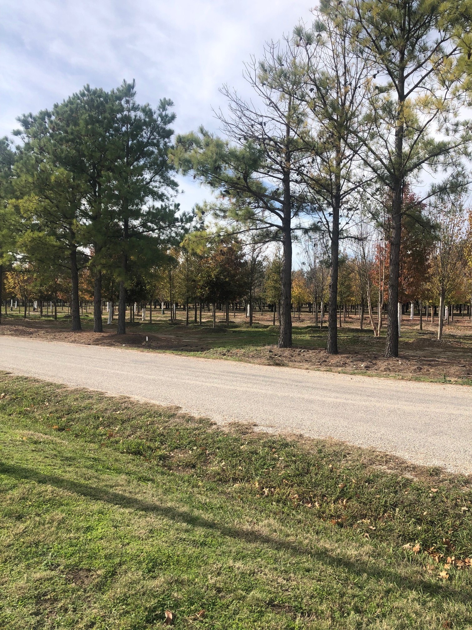 Tbd Jenkins Road Collinsville TX 76233