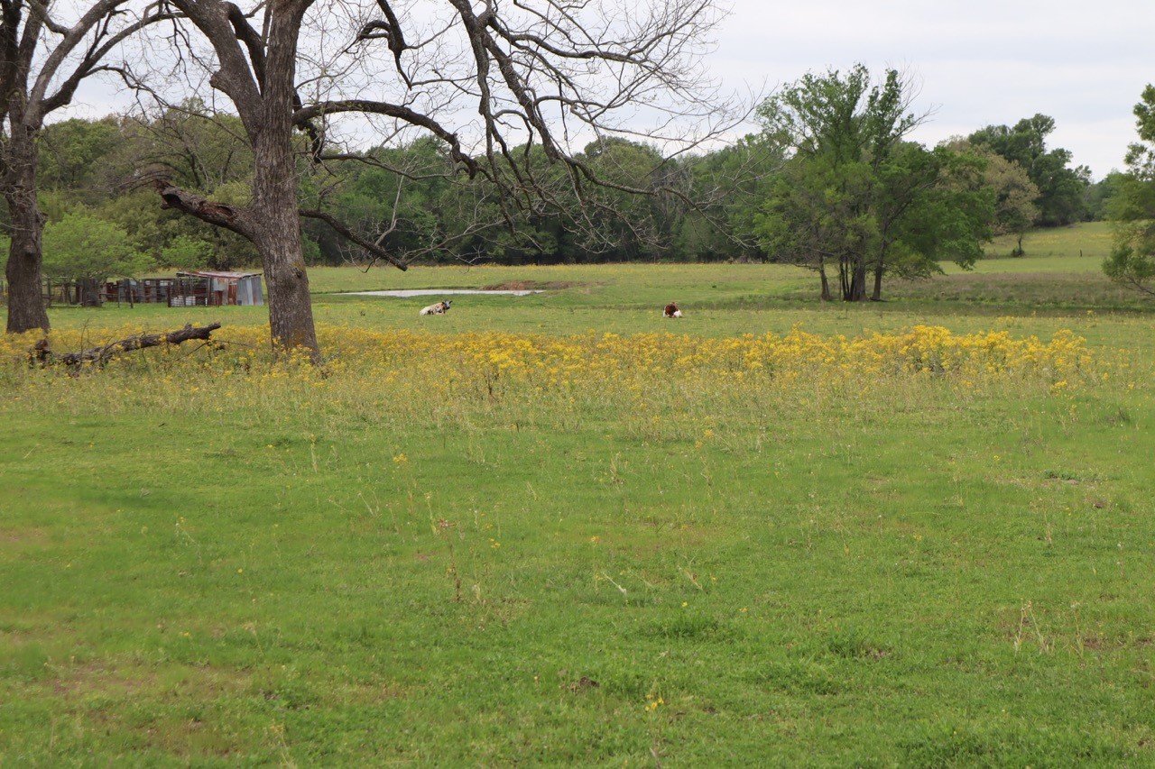 Tbd Rs County Road 2365 Alba TX 75410