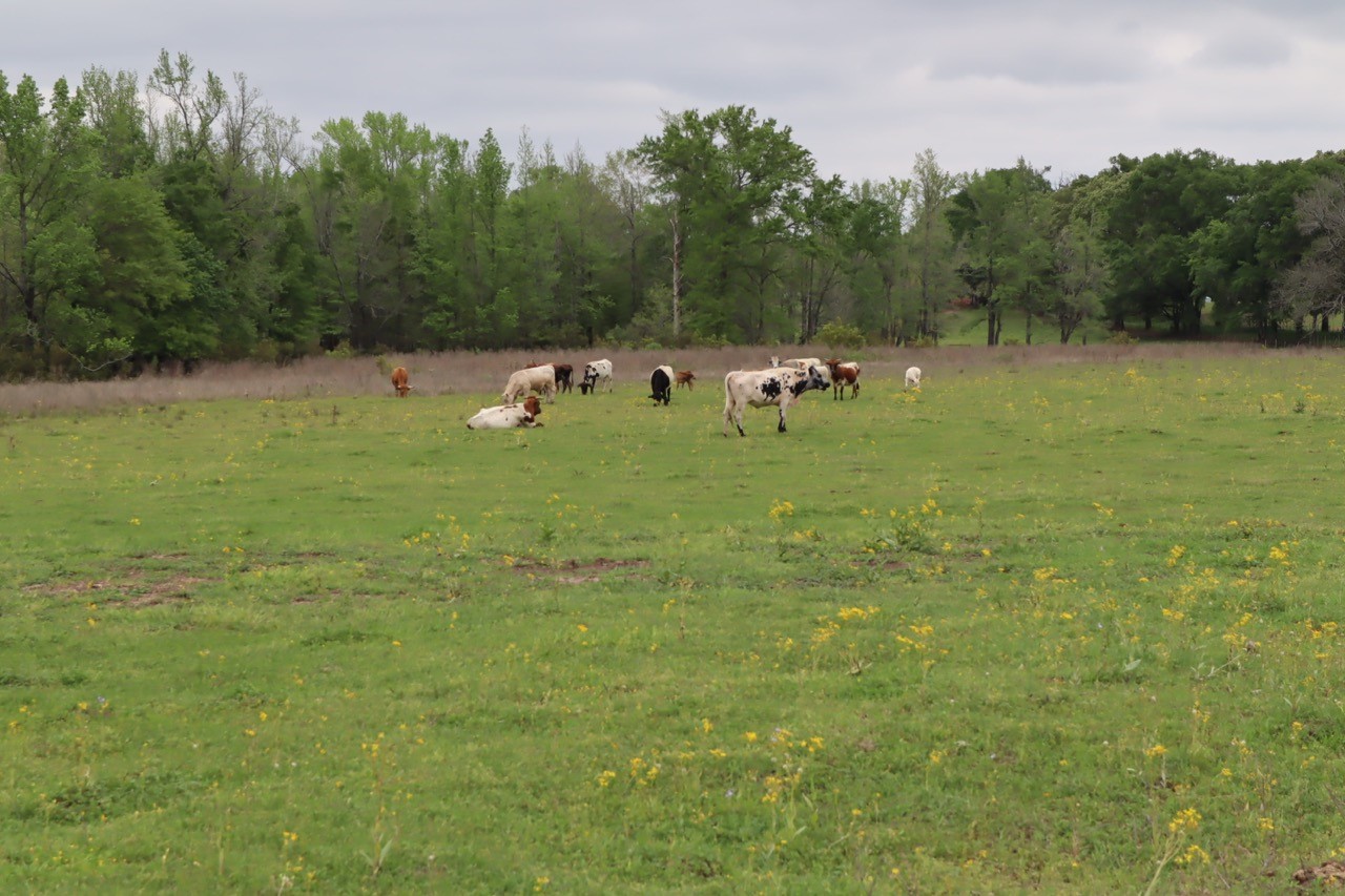 Tbd Rs County Road 2365 Alba TX 75410