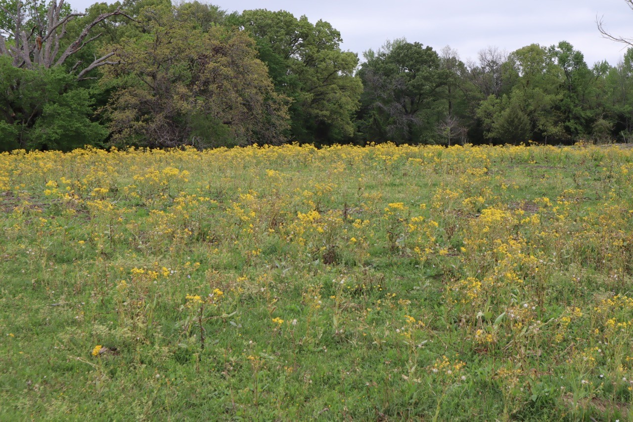 Tbd Rs County Road 2365 Alba TX 75410