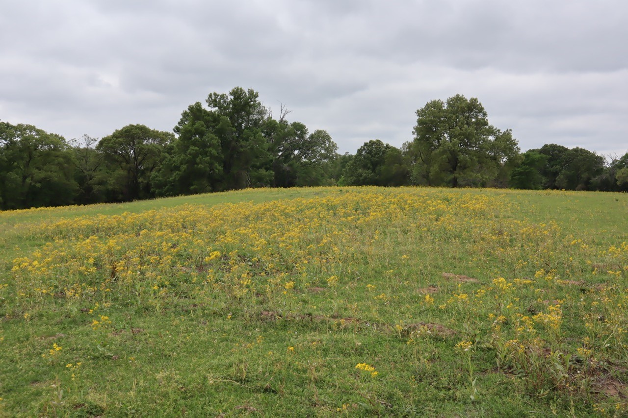 Tbd Rs County Road 2365 Alba TX 75410