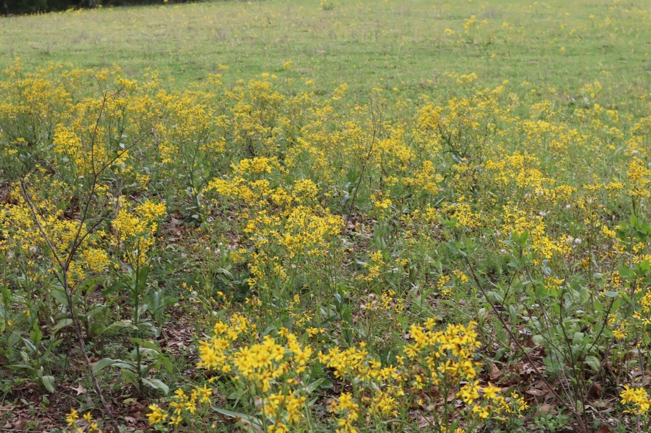 Tbd Rs County Road 2365 Alba TX 75410