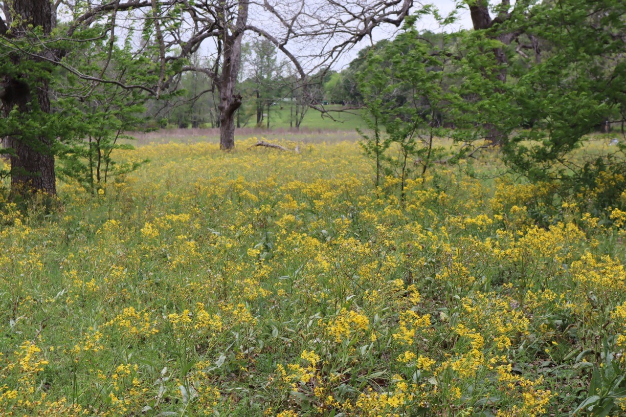 Tbd Rs County Road 2365 Alba TX 75410