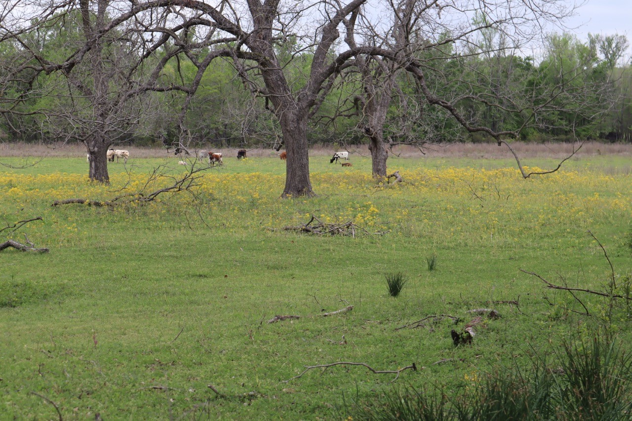 Tbd Rs County Road 2365 Alba TX 75410