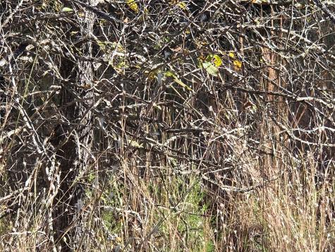 Lot 20 Sunrise W Corsicana TX 75109