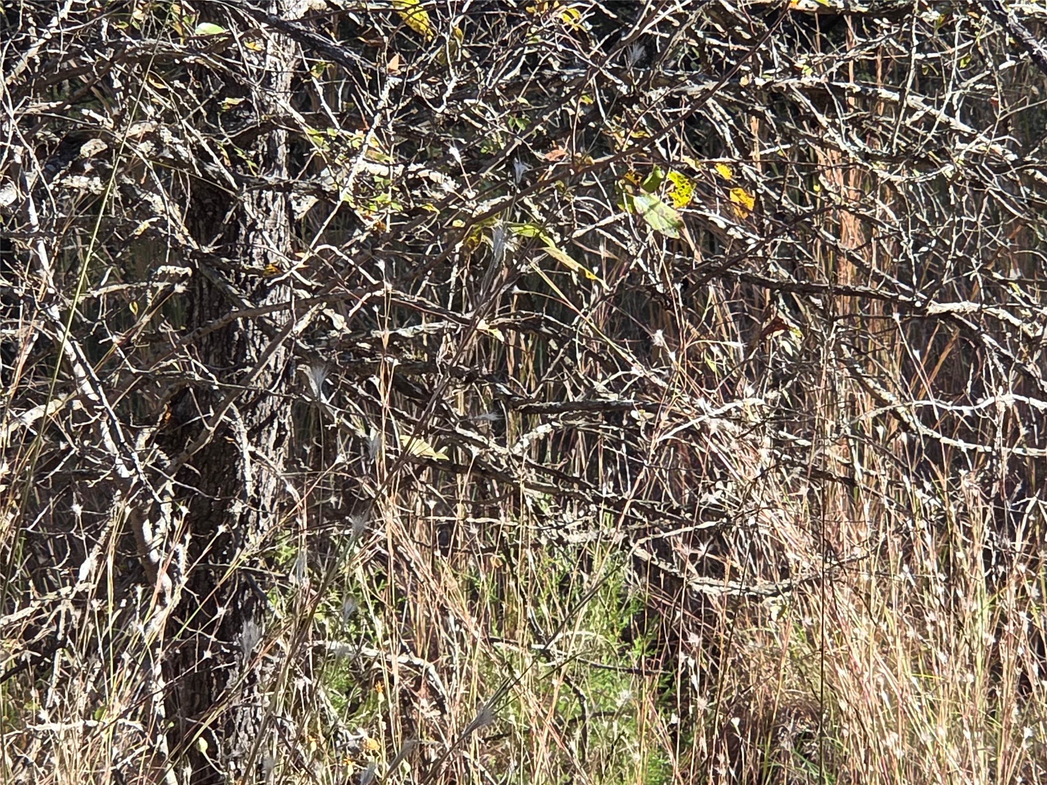 Lot 20 Sunrise W Corsicana TX 75109