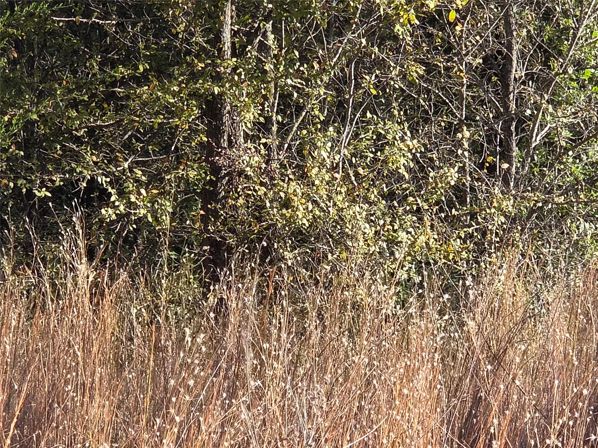 Lot 20 Sunrise W Corsicana TX 75109