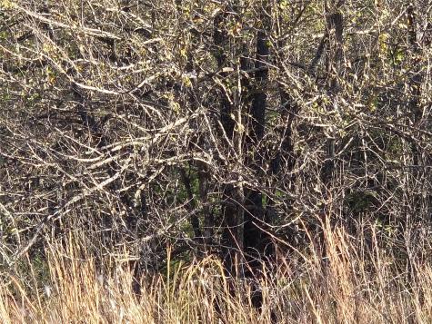 Lot 20 Sunrise W Corsicana TX 75109