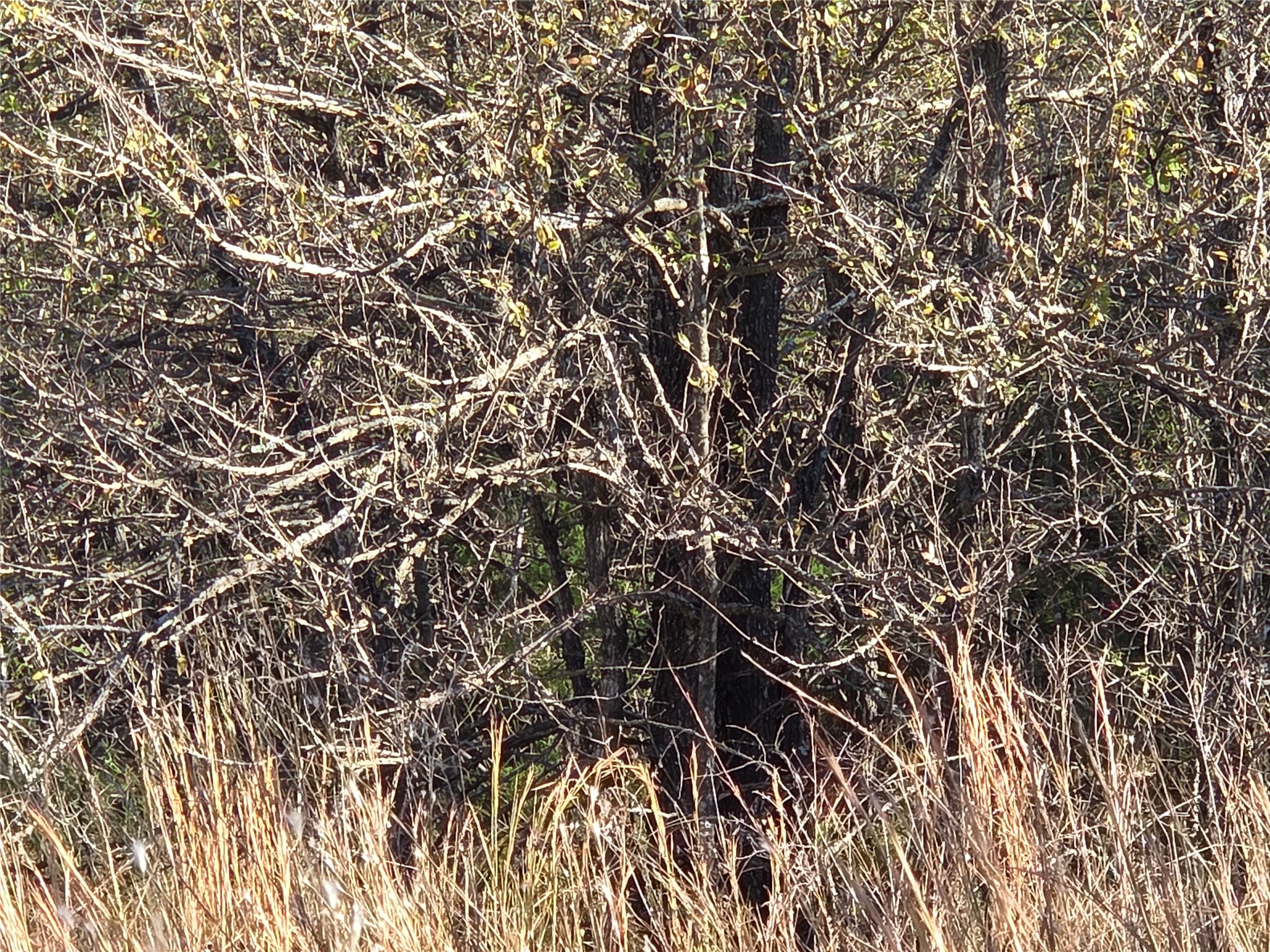 Lot 20 Sunrise W Corsicana TX 75109