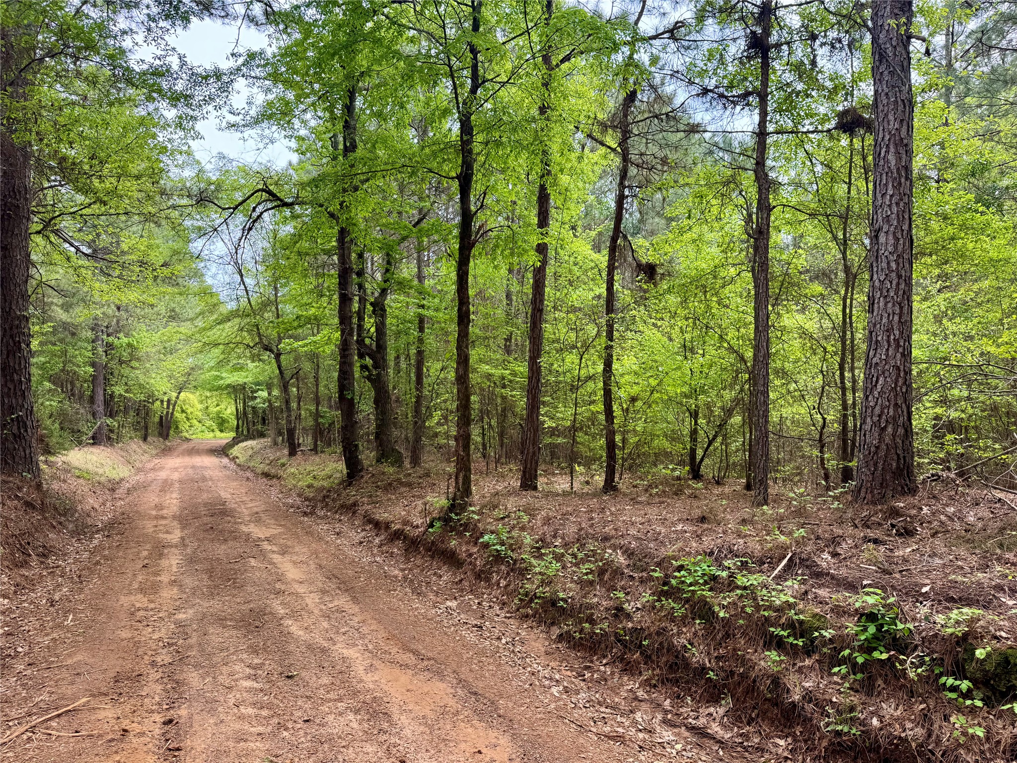 0 County Road 2742 Naples TX 75568