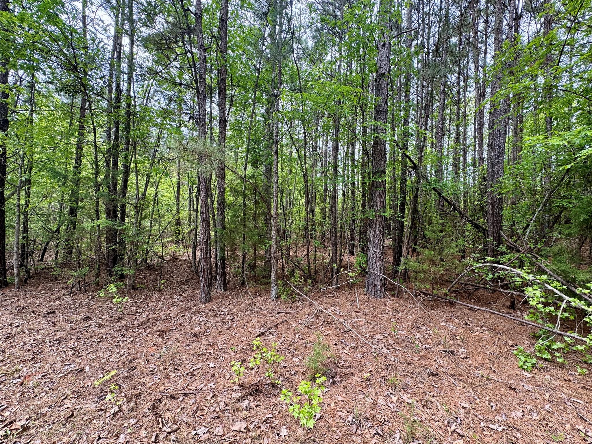 0 County Road 2742 Naples TX 75568