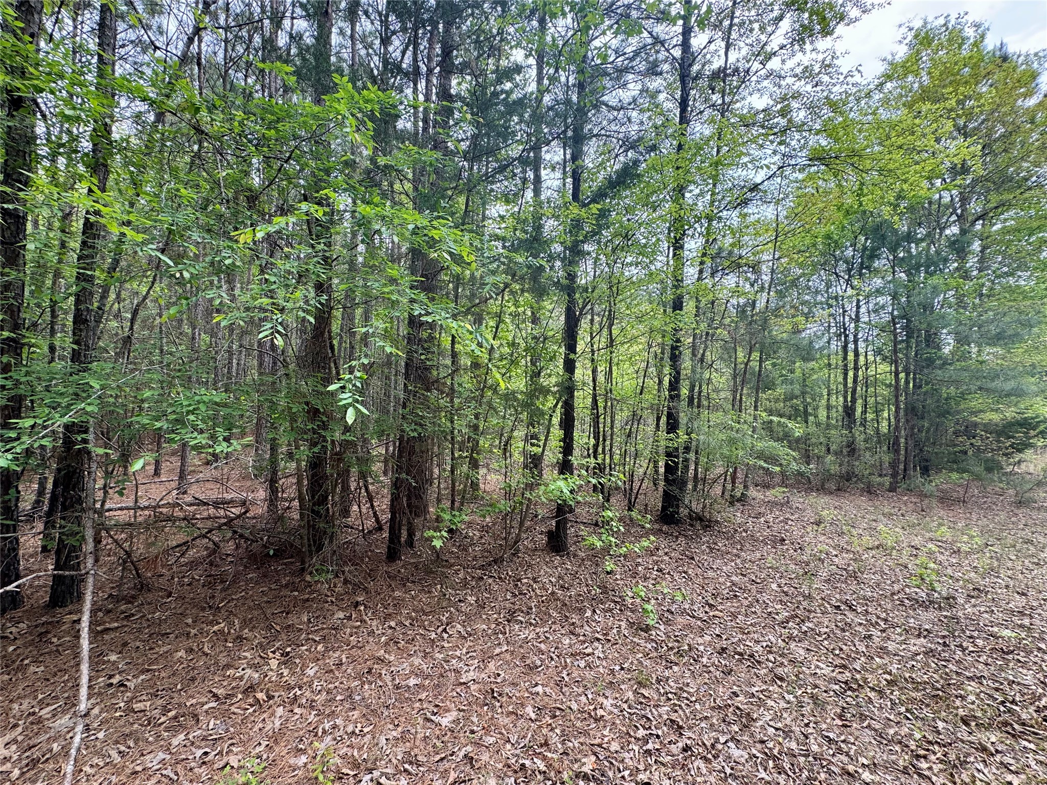 0 County Road 2742 Naples TX 75568