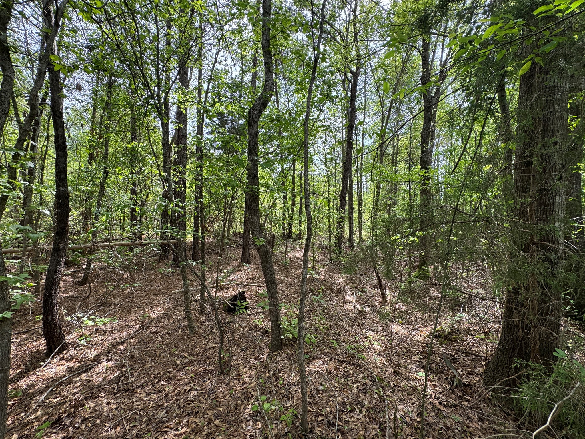 0 County Road 2742 Naples TX 75568