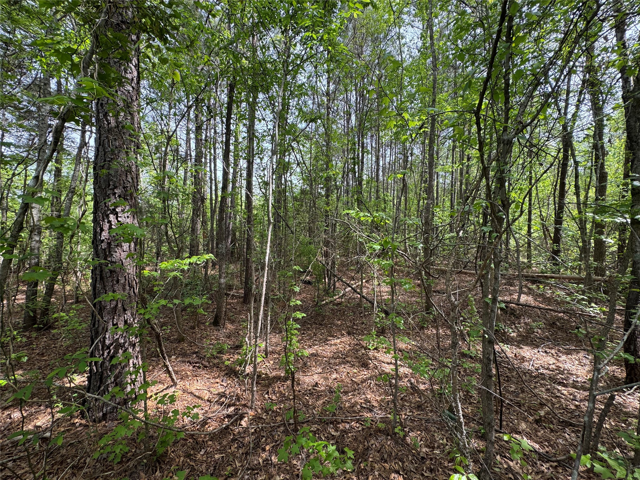 0 County Road 2742 Naples TX 75568