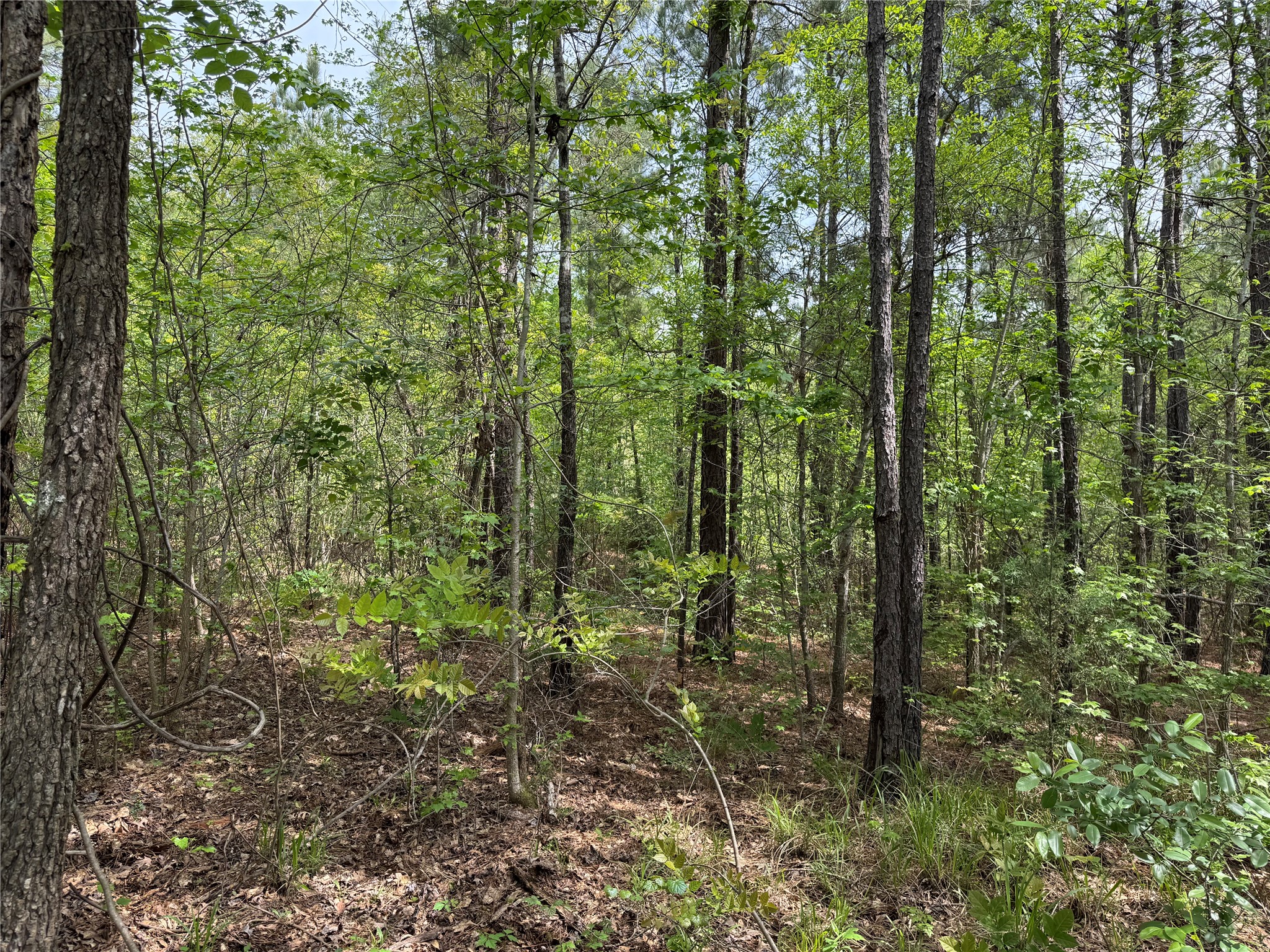 0 County Road 2742 Naples TX 75568