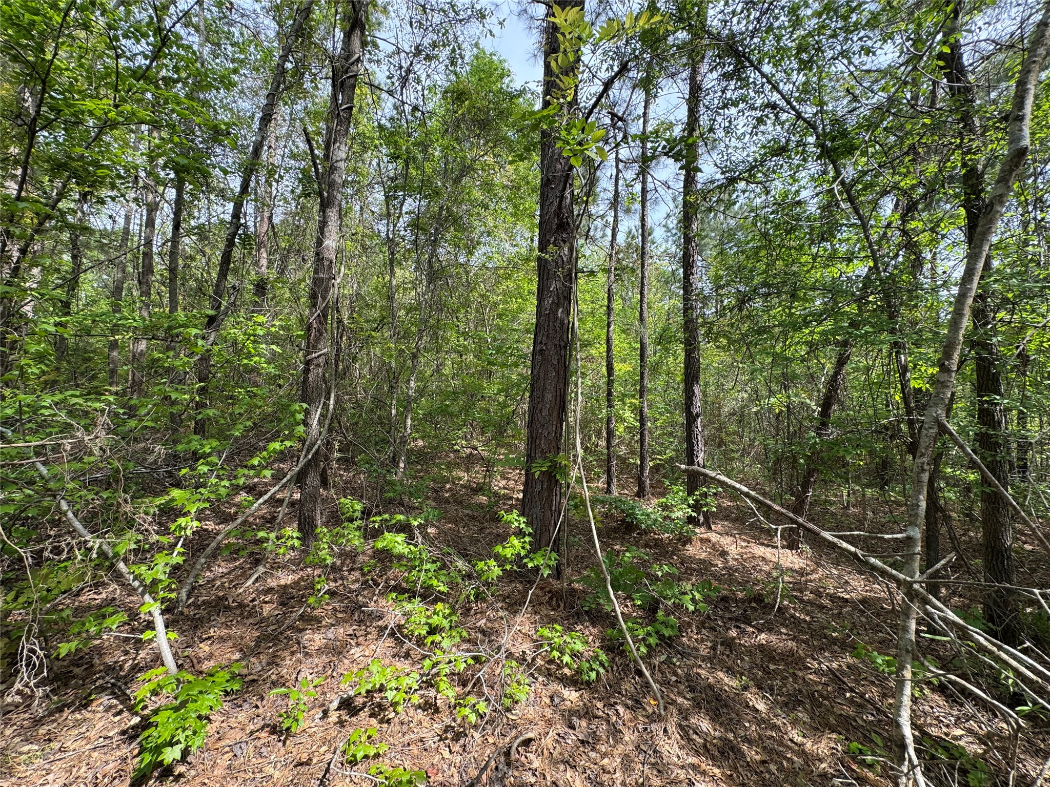 0 County Road 2742 Naples TX 75568