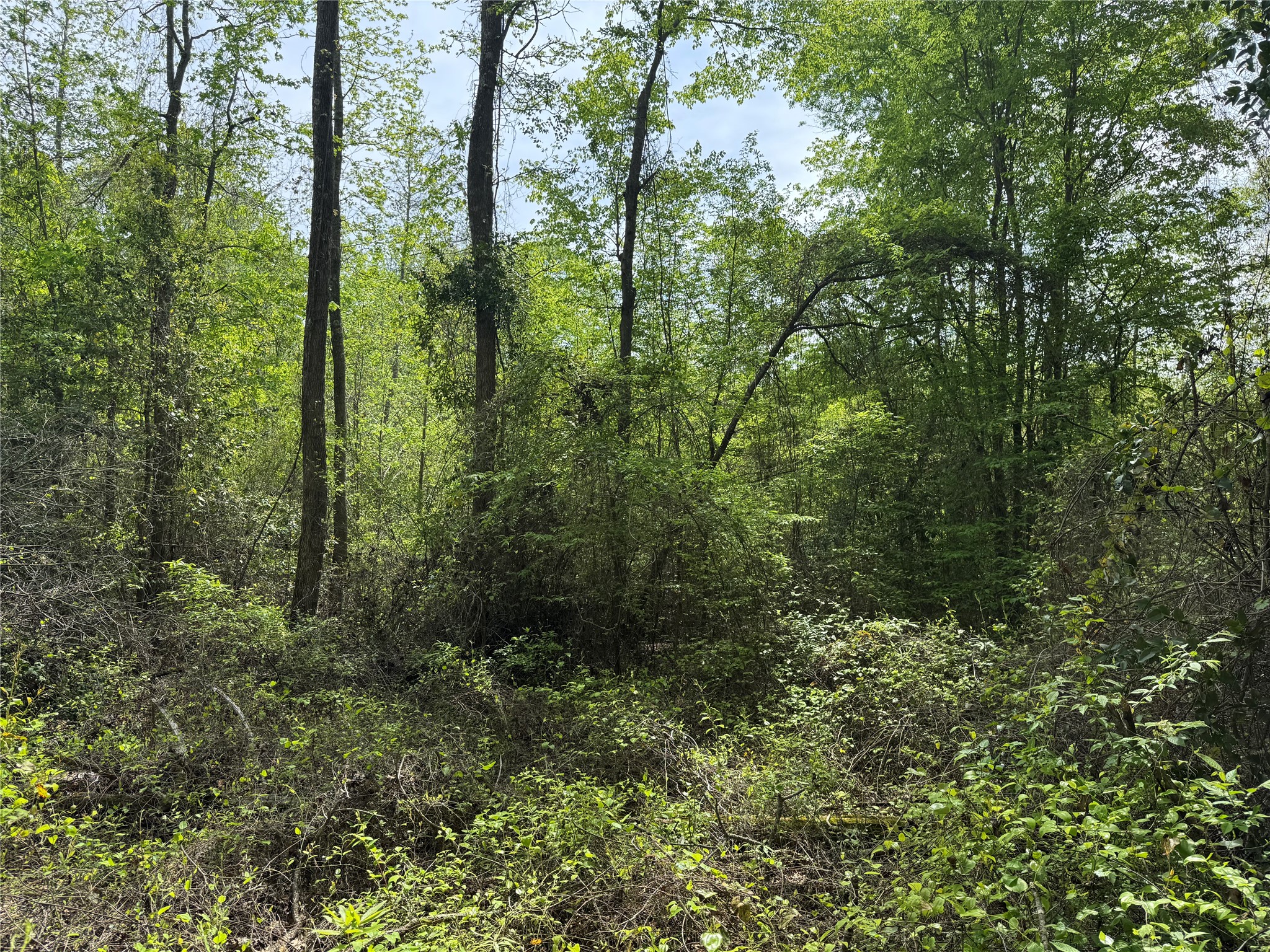 0 County Road 2742 Naples TX 75568