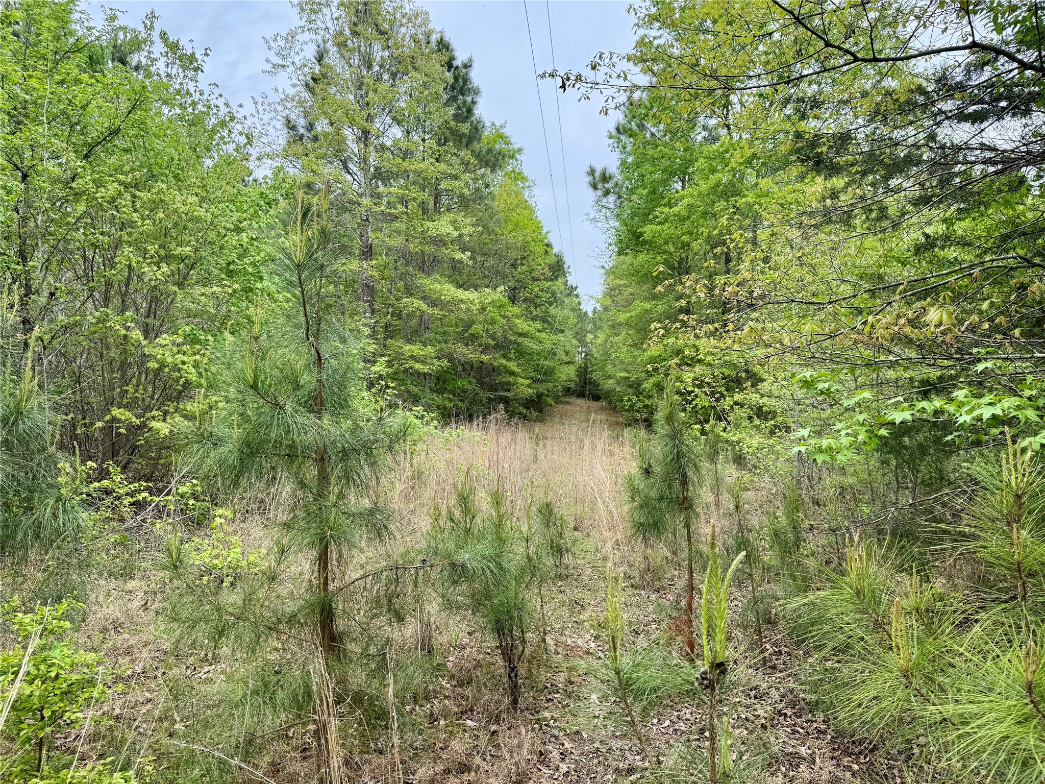 0 County Road 2742 Naples TX 75568