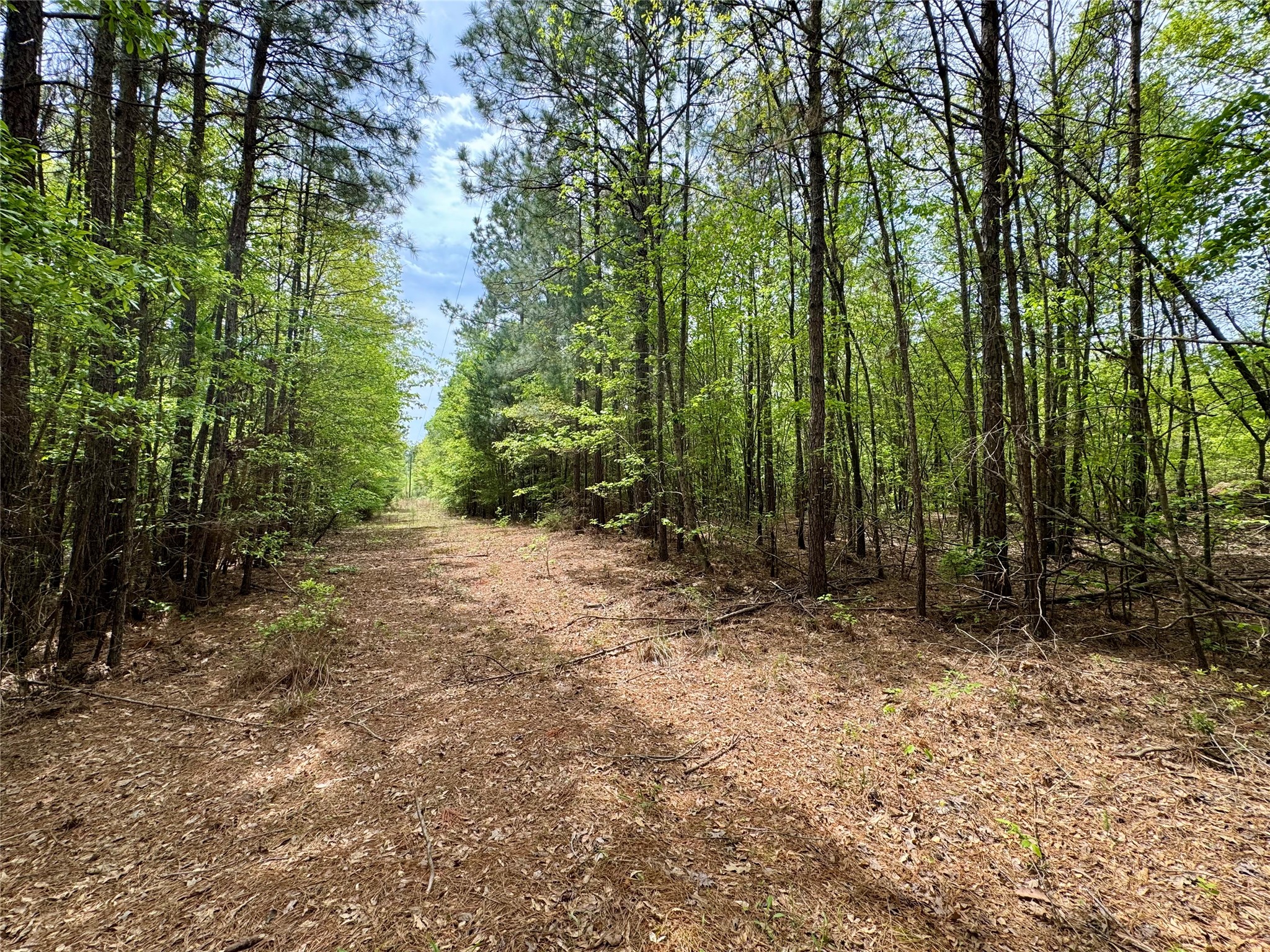 0 County Road 2742 Naples TX 75568