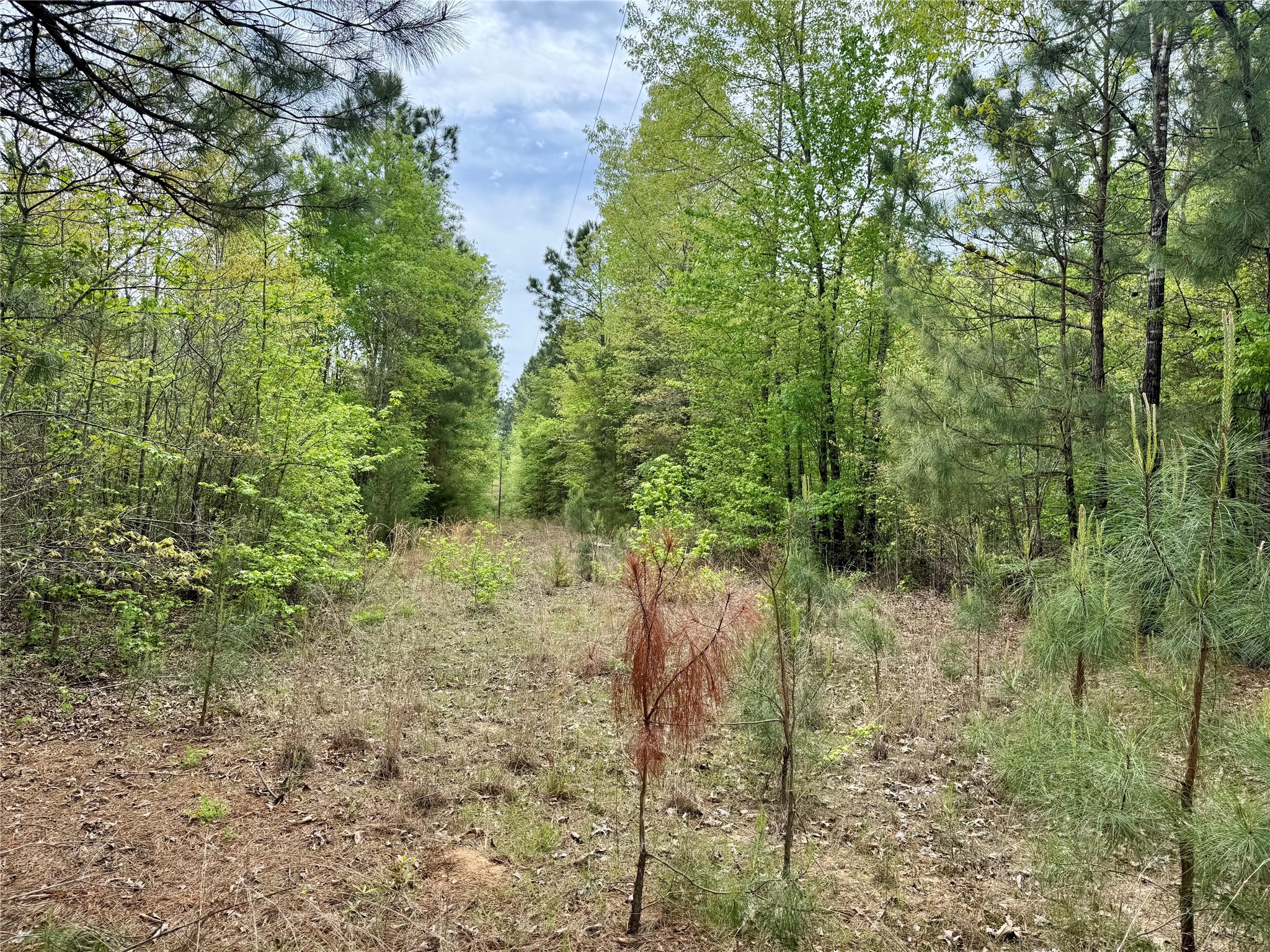 0 County Road 2742 Naples TX 75568