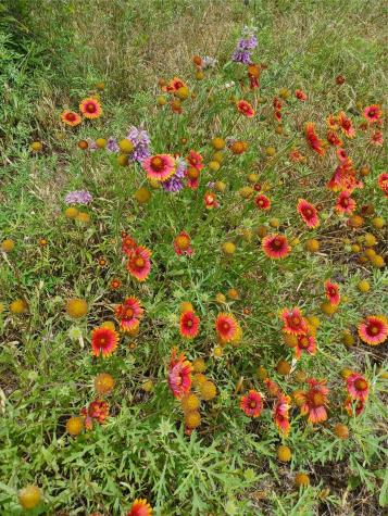 Lot 52 Mourning Dove Court Graford TX 76449