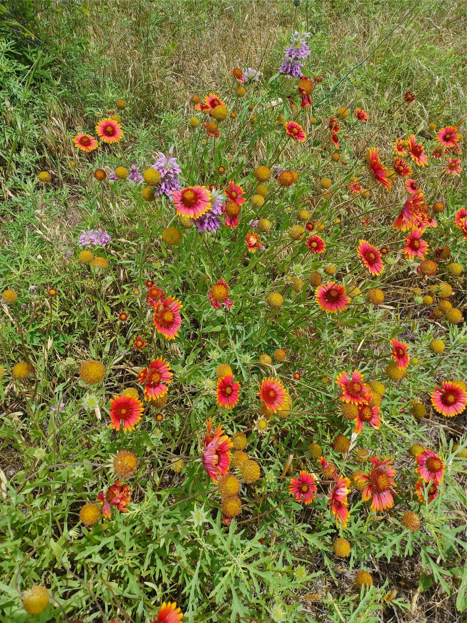 Lot 52 Mourning Dove Court Graford TX 76449