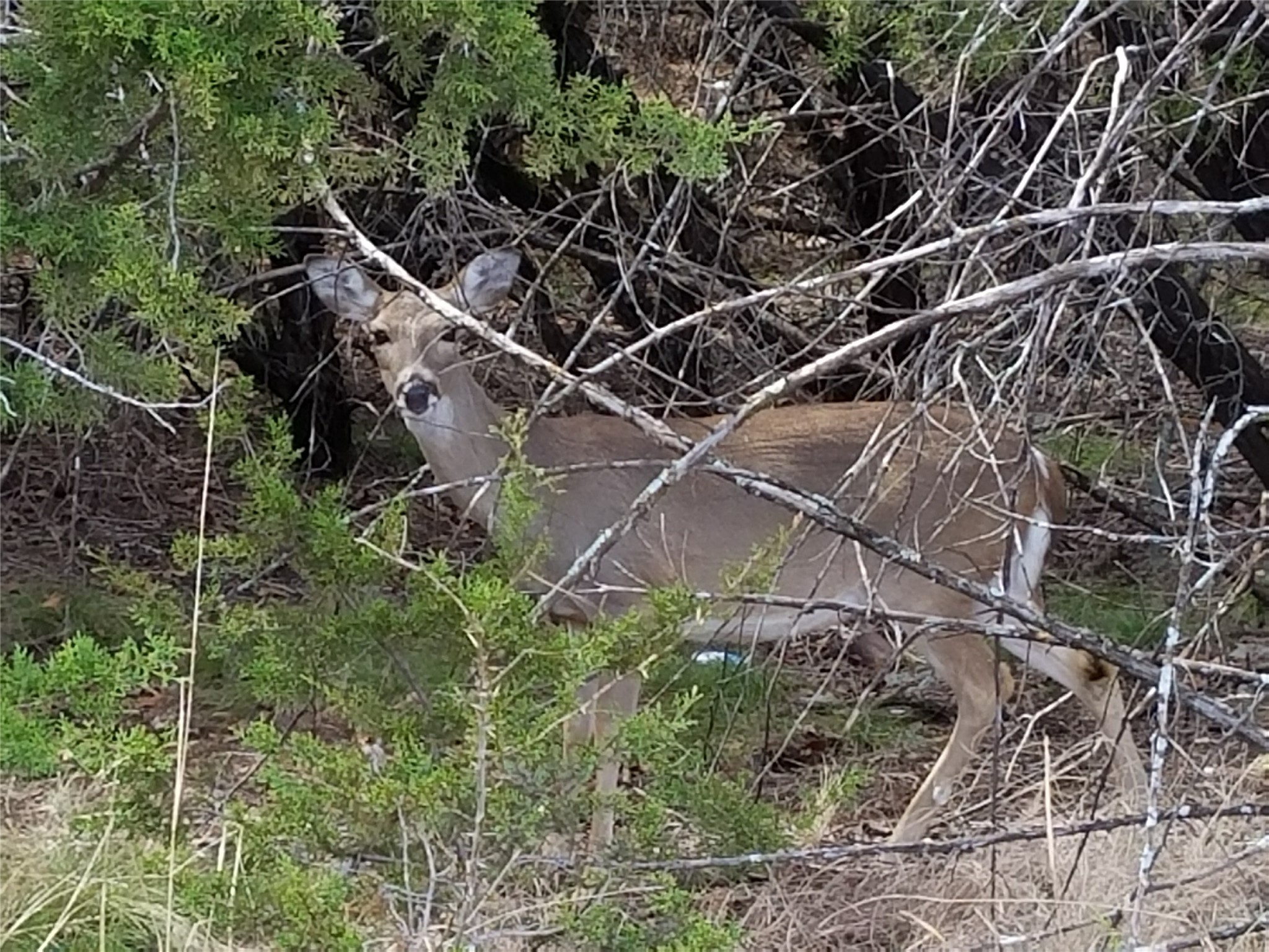 Lot 52 Mourning Dove Court Graford TX 76449