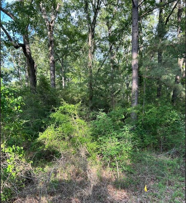 00 Grand Cane Fire Tower Road Grand Cane LA 71032