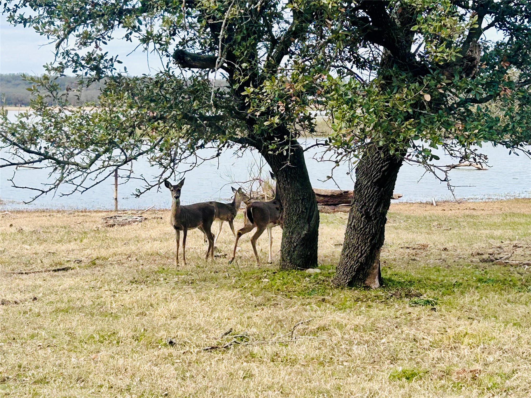 3420 Bounding Main Drive May TX 76857