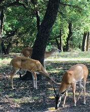 15075 Golf Drive Whitney TX 76692