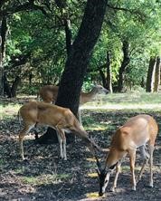15075 Golf Drive Whitney TX 76692